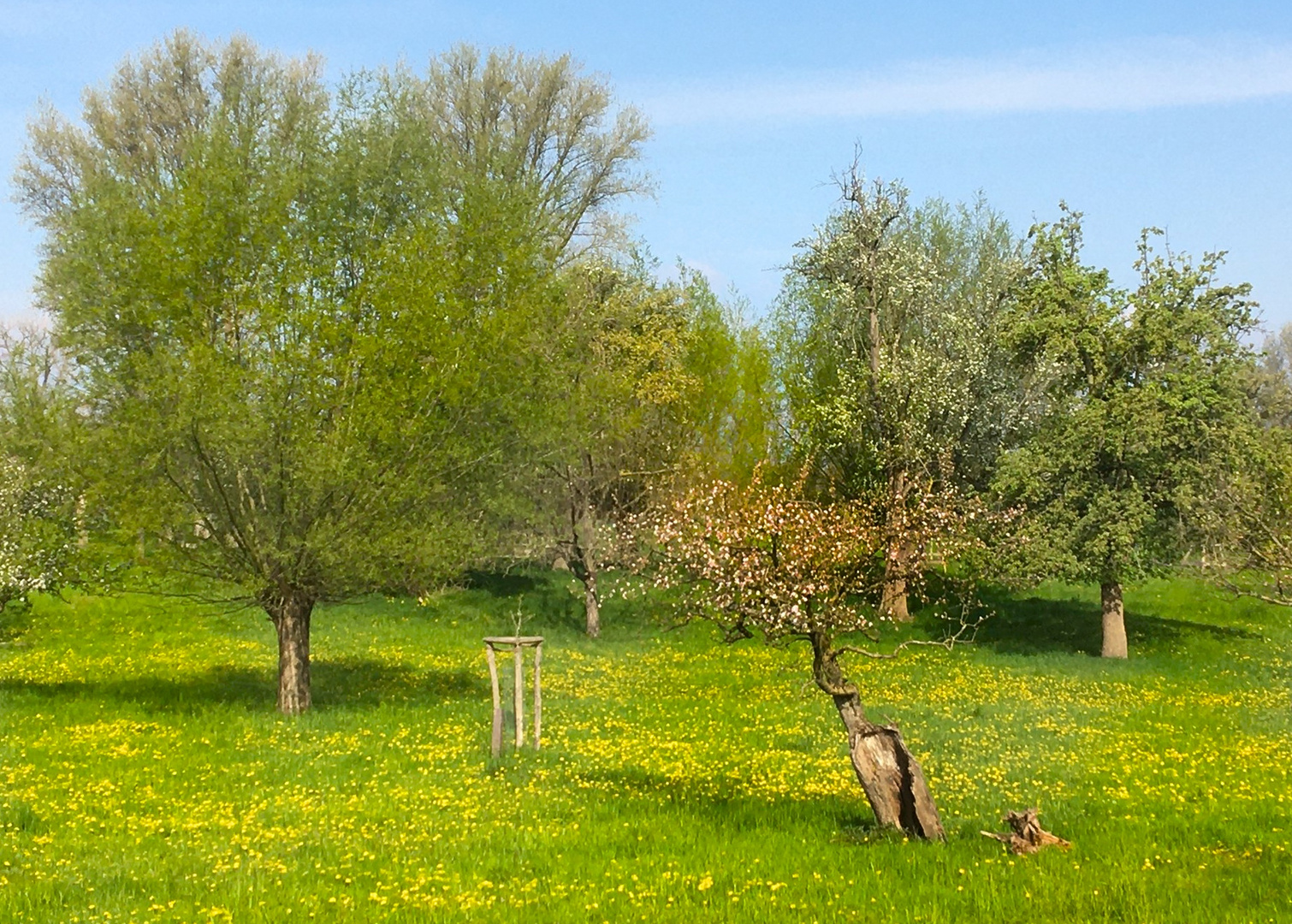 Streuobstwiesen