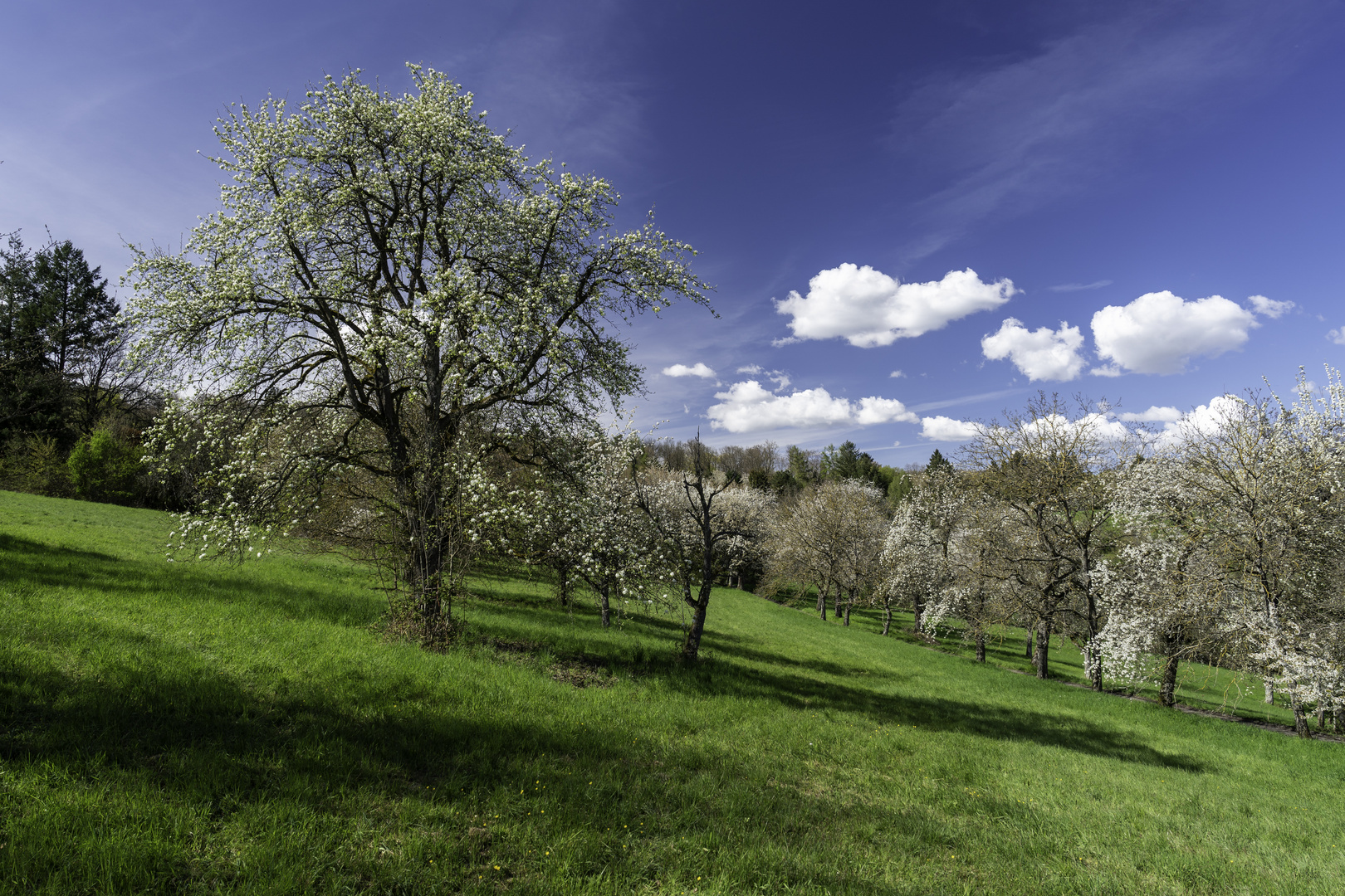 Streuobstwiesen im Frühling