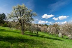 Streuobstwiesen im Frühling