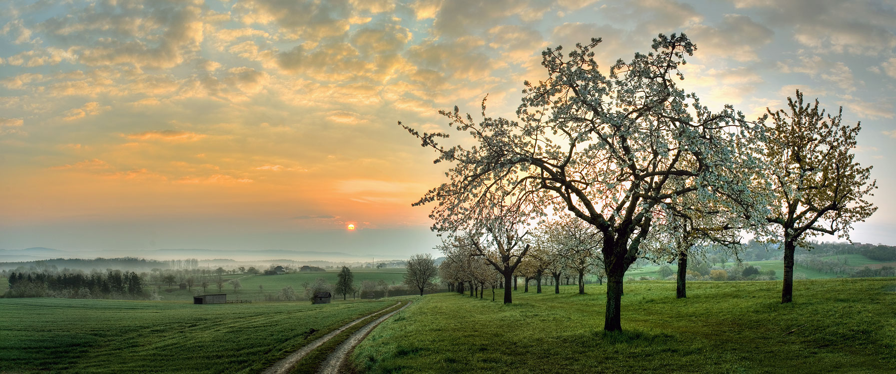 Streuobstwiesen im Frühling