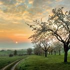 Streuobstwiesen im Frühling