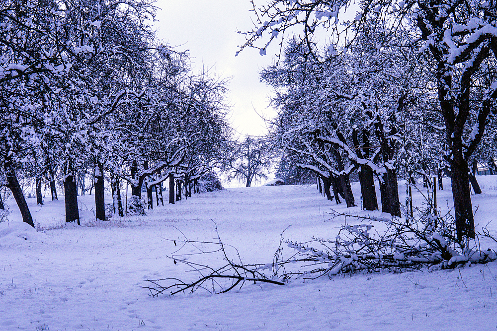 Streuobstwiesen im Winter