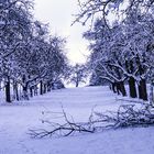 Streuobstwiesen im Winter