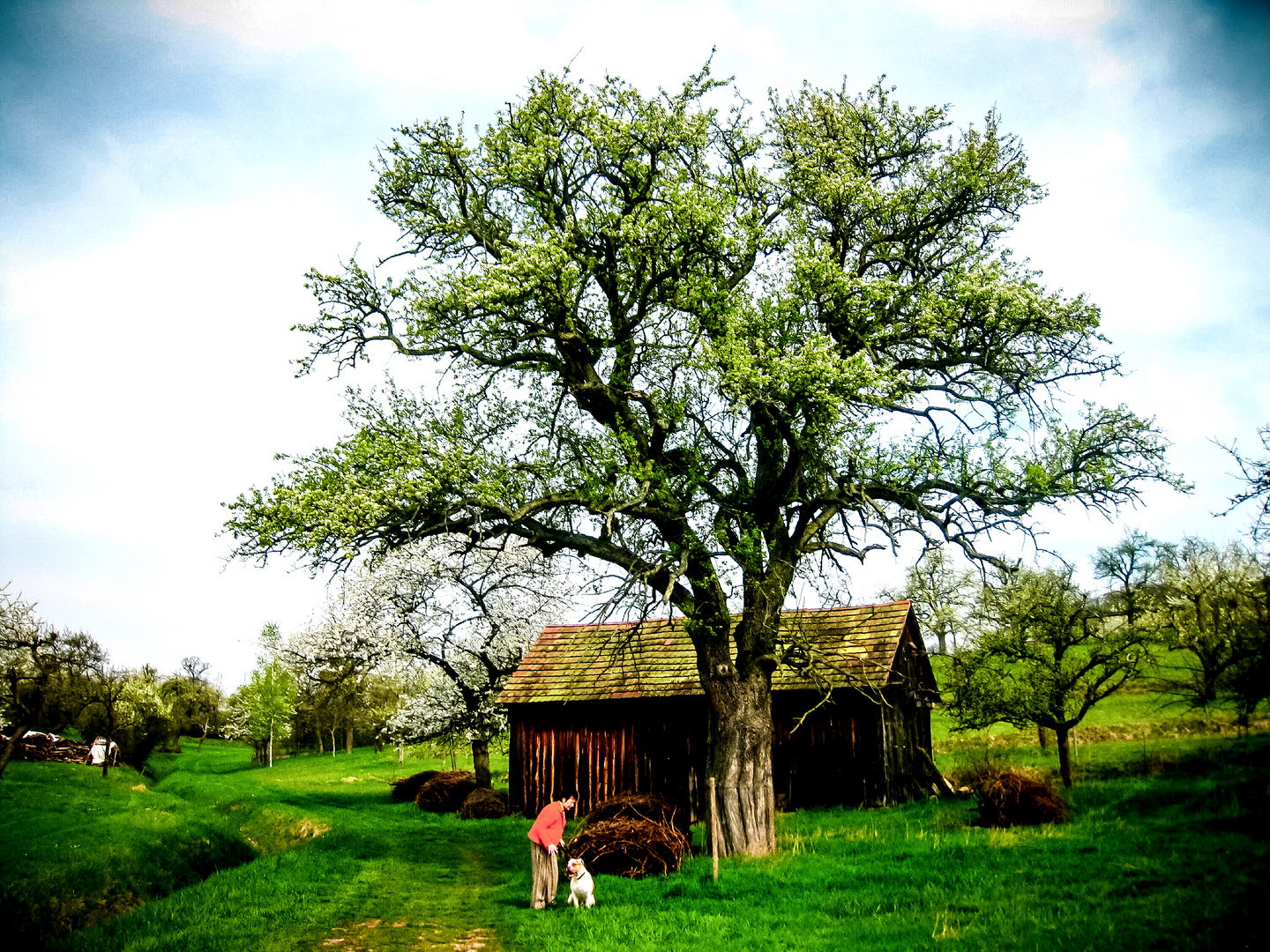 Streuobstwiesen in Diefenbach