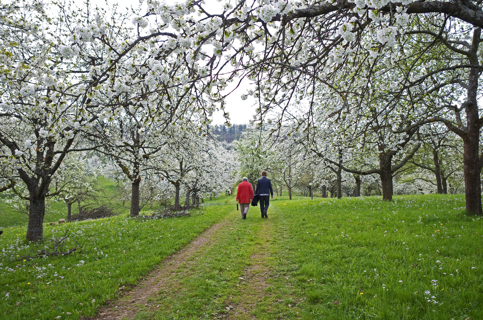 Streuobstwiesen in Nehren, Steinlachtal