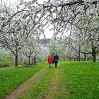 Streuobstwiesen in Nehren, Steinlachtal