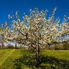 Streuobstwiesenblüte