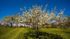 Streuobstwiesenblüte