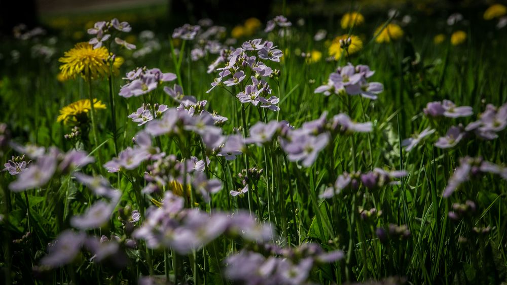 Streuobstwiesenblumen