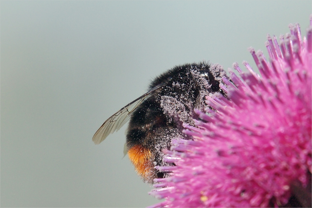 streuselhummel