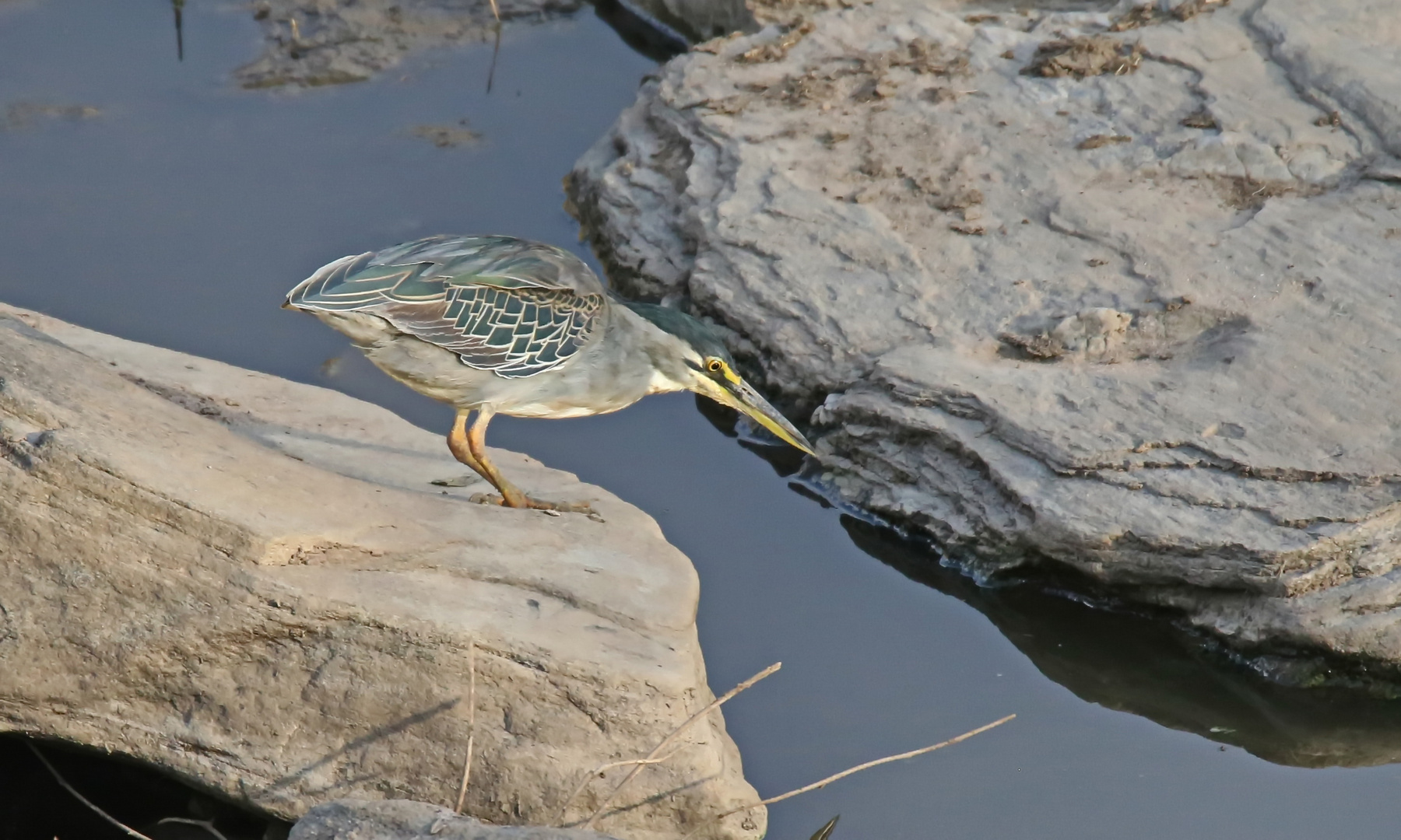 Striated heron + 2 Bilder