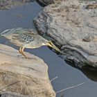 Striated heron + 2 Bilder