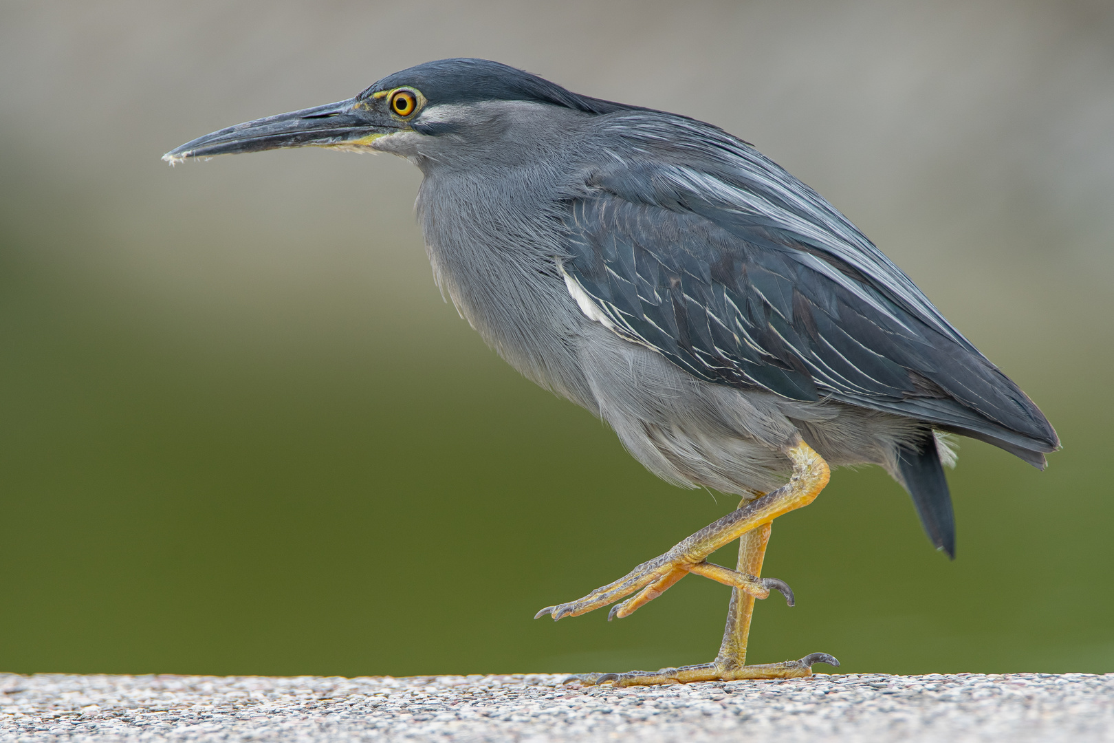 Striated Heron (Butorides striata)