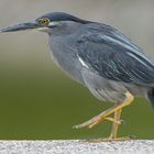 Striated Heron (Butorides striata)