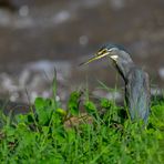 Striated Heron