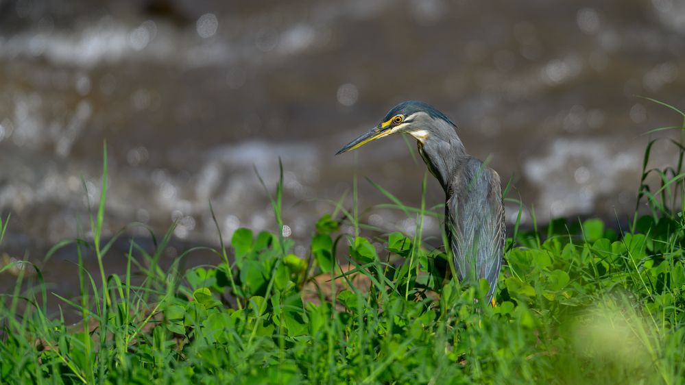 Striated Heron