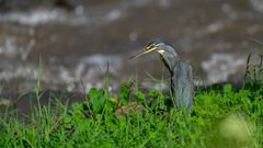 Striated Heron