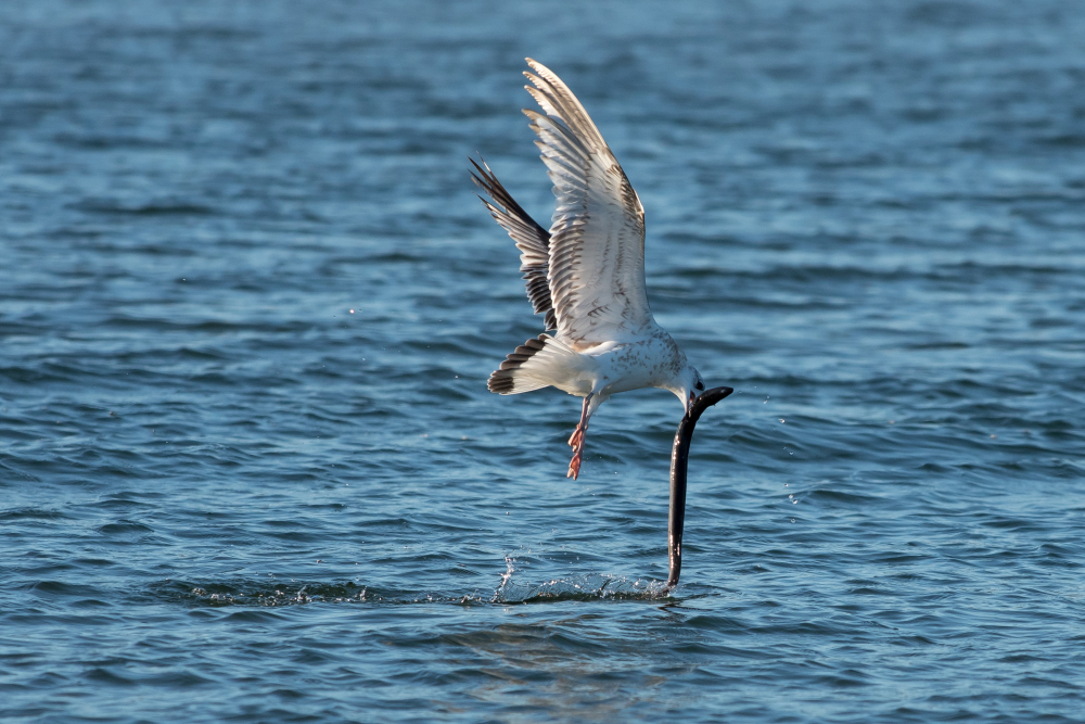 Strich im Wasser