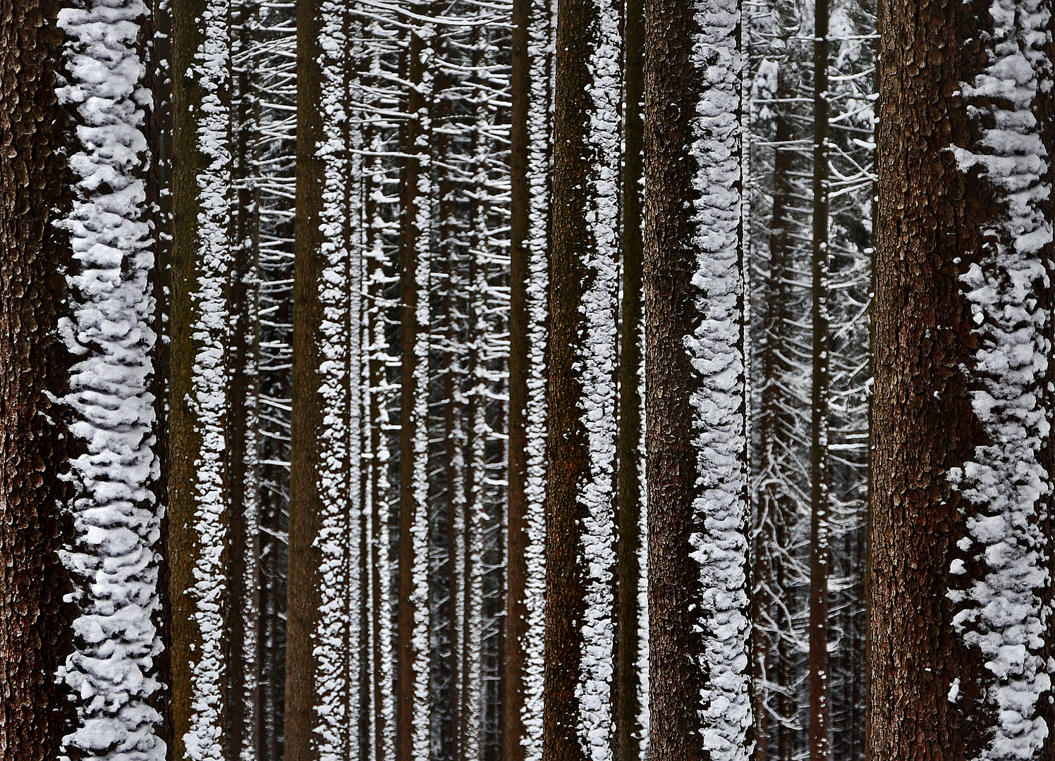 Strichcode Winterwald