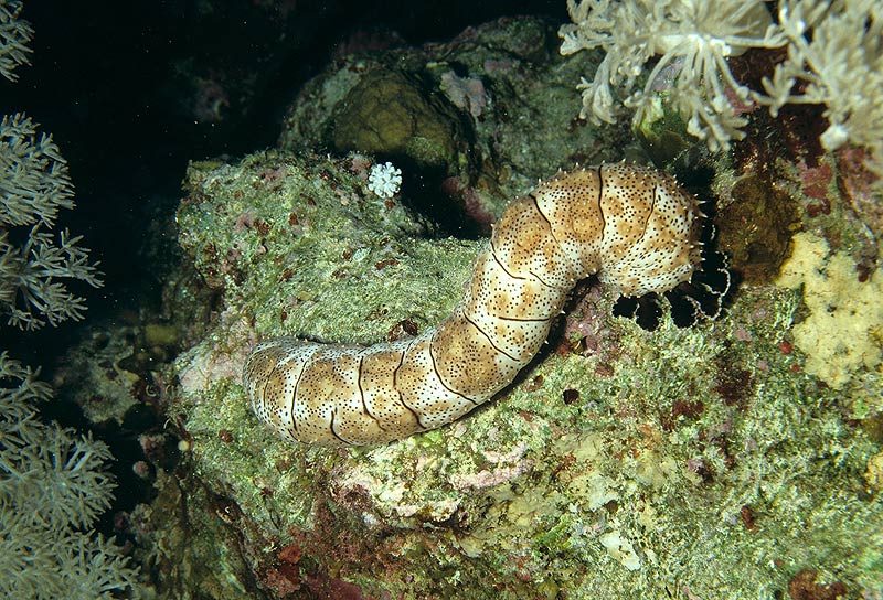 Strichel-Seegurke - Bohadschia graeffei