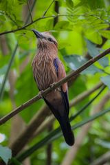 Strichelracke ( Coracias naevia)