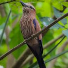 Strichelracke ( Coracias naevia)