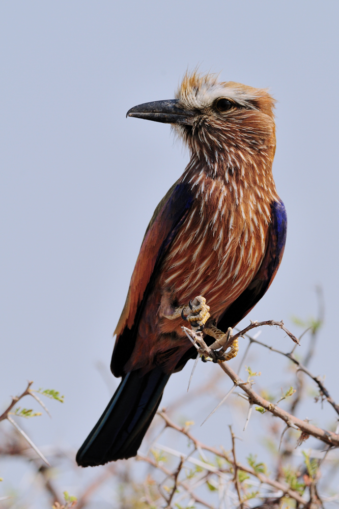 Strichelracke / Rofous-crowned Roller (Coracias naevia)