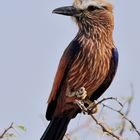 Strichelracke / Rofous-crowned Roller (Coracias naevia)