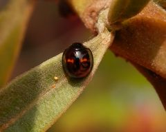 Strichfleckiger Schildlaus-Marienkäfer (Chilocorus bipustulatus)