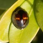 Strichfleckiger Schildlaus-Marienkäfer (Chilocorus bipustulatus)