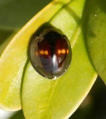 Strichfleckiger Schildlaus-Marienkäfer (Chilocorus bipustulatus)