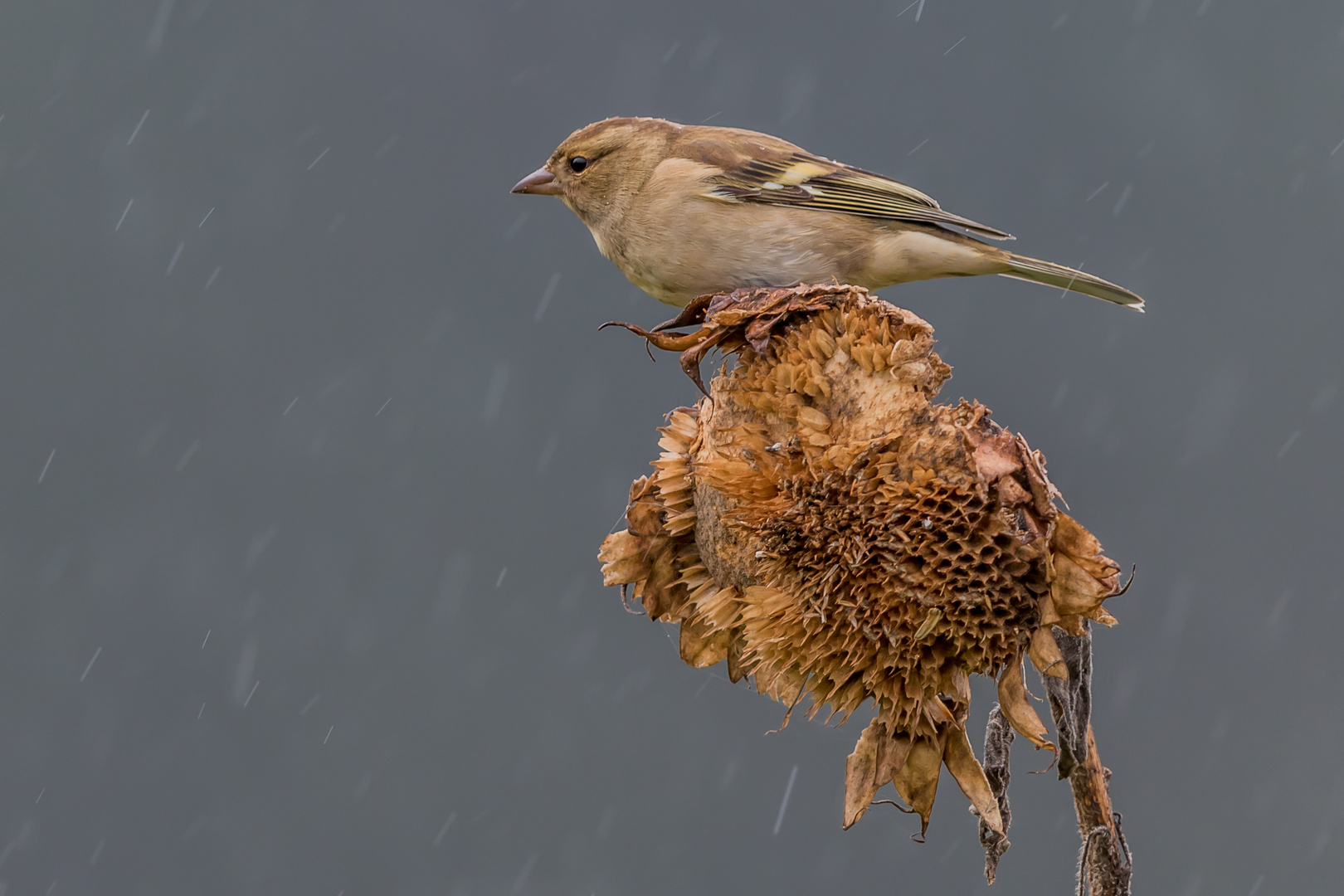 Strichweise Regen