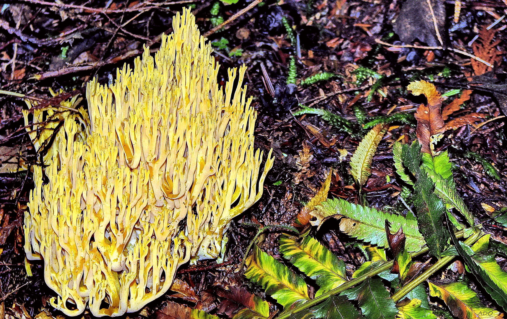 Stricte branche Corail (ramaria stricta)