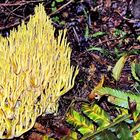 Stricte branche Corail (ramaria stricta)