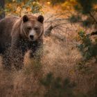 Striding in the woods