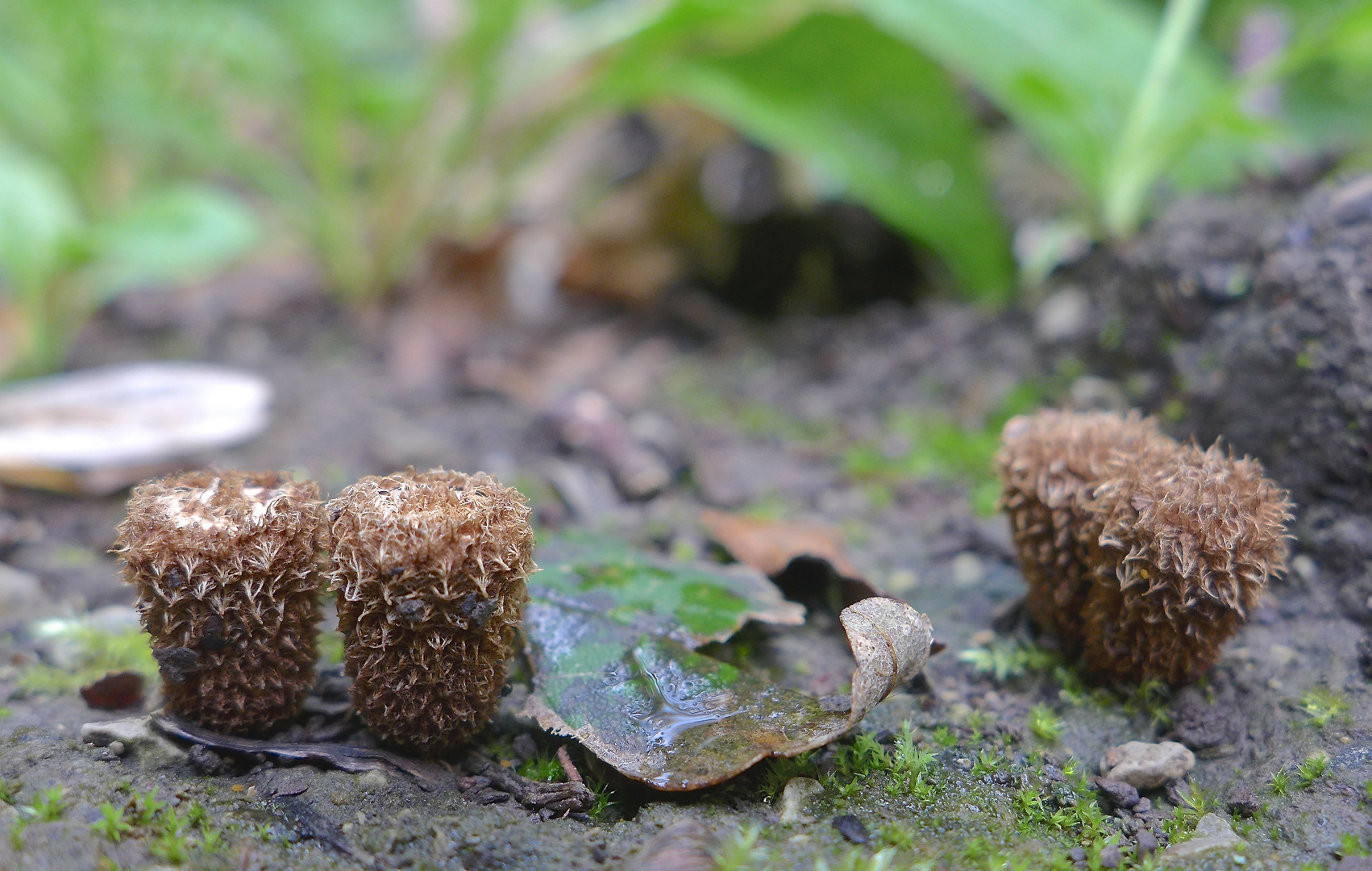 Striegelige Teuerlinge