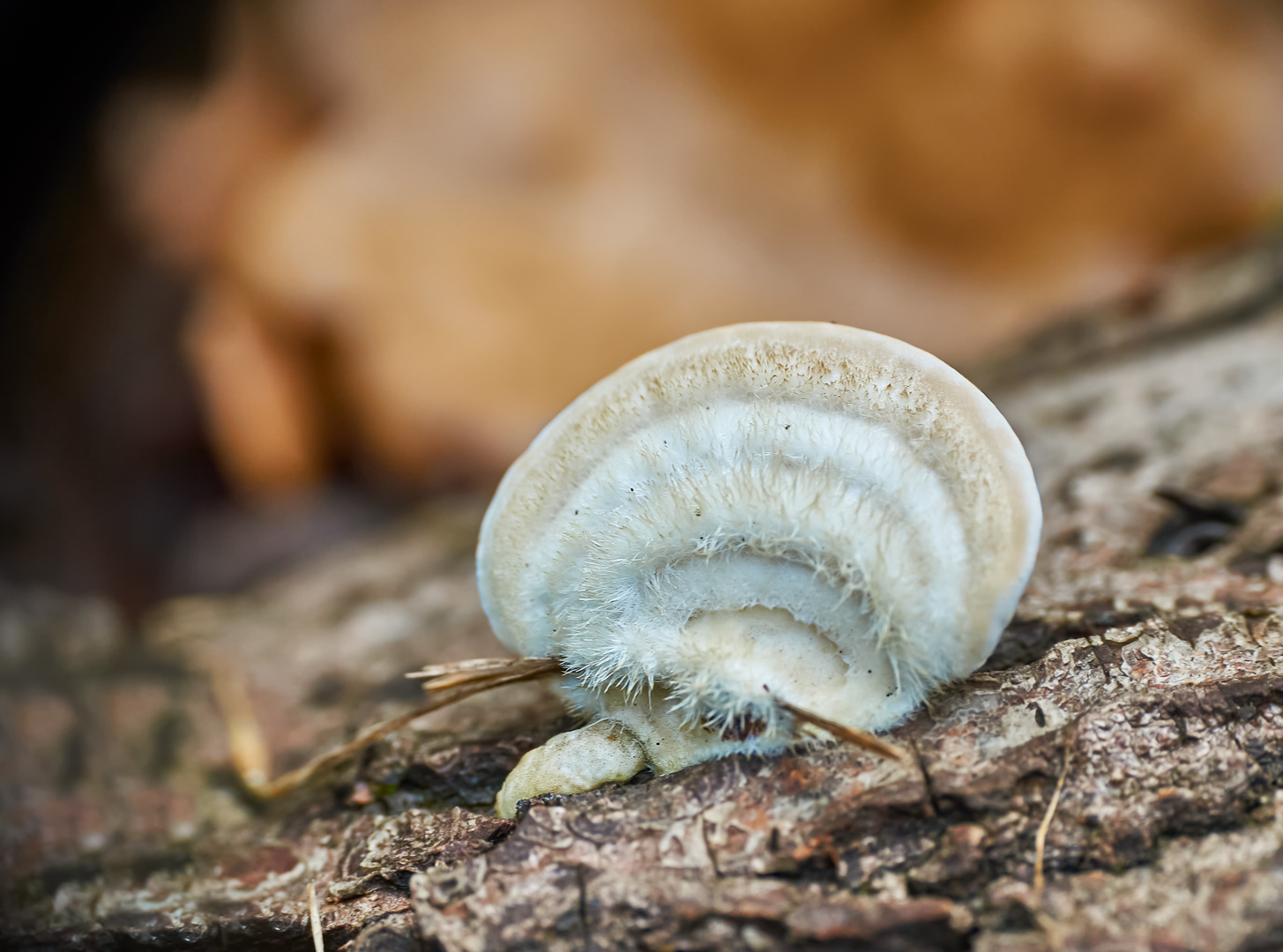 Striegelige Tramete (Trametes hirsuta)