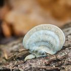 Striegelige Tramete (Trametes hirsuta)