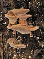 Striegelige Tramete (Trametes hirsuta) 