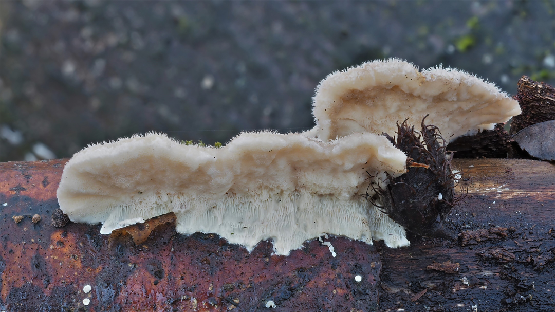 Striegelige Tramete (Trametes hirsuta)