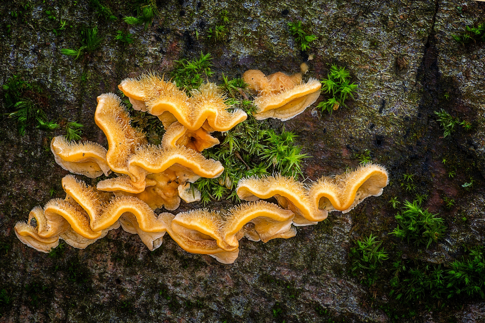 Striegeliger Schichtpilz