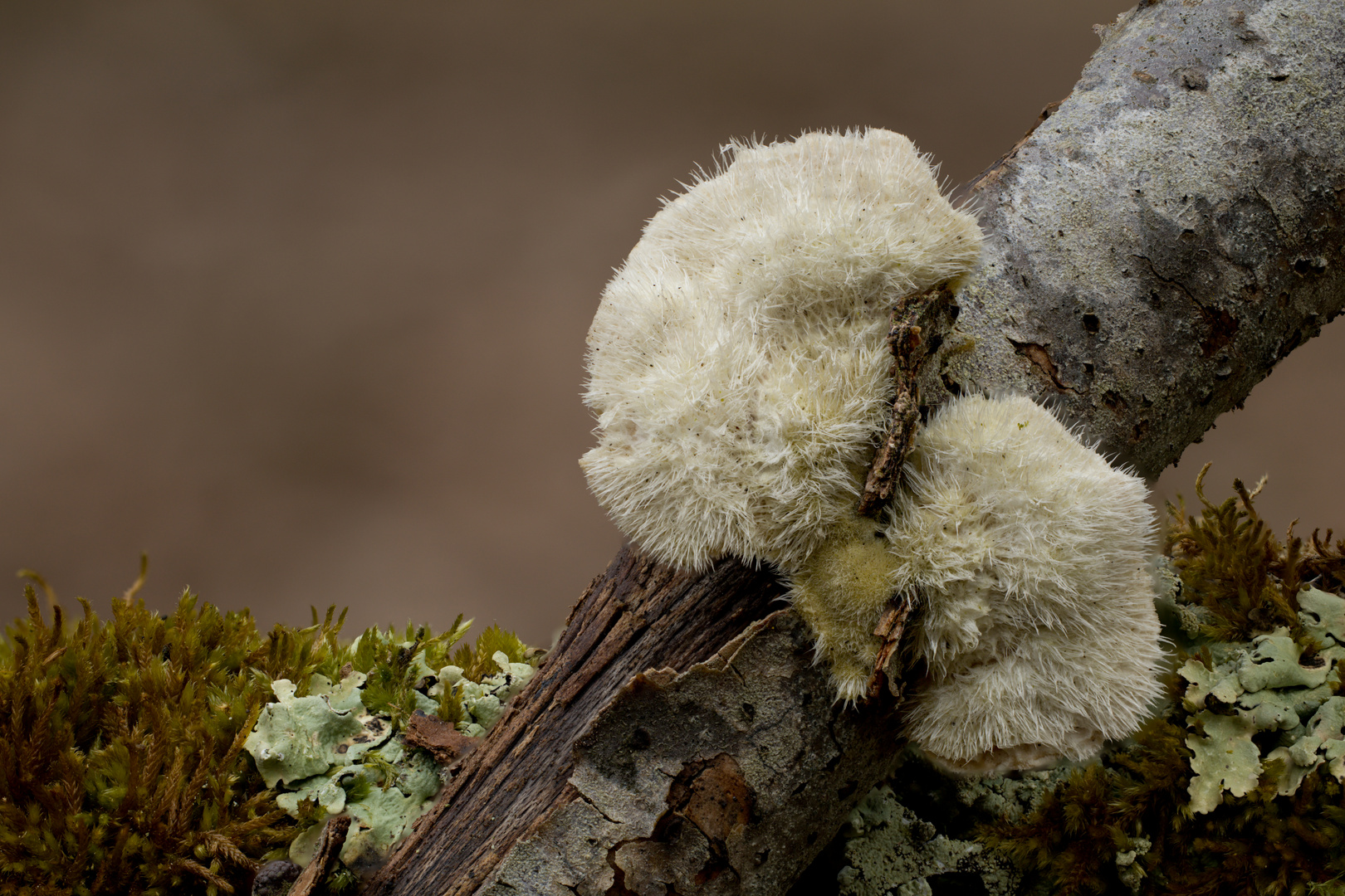 Striegeliger Schichtpilz