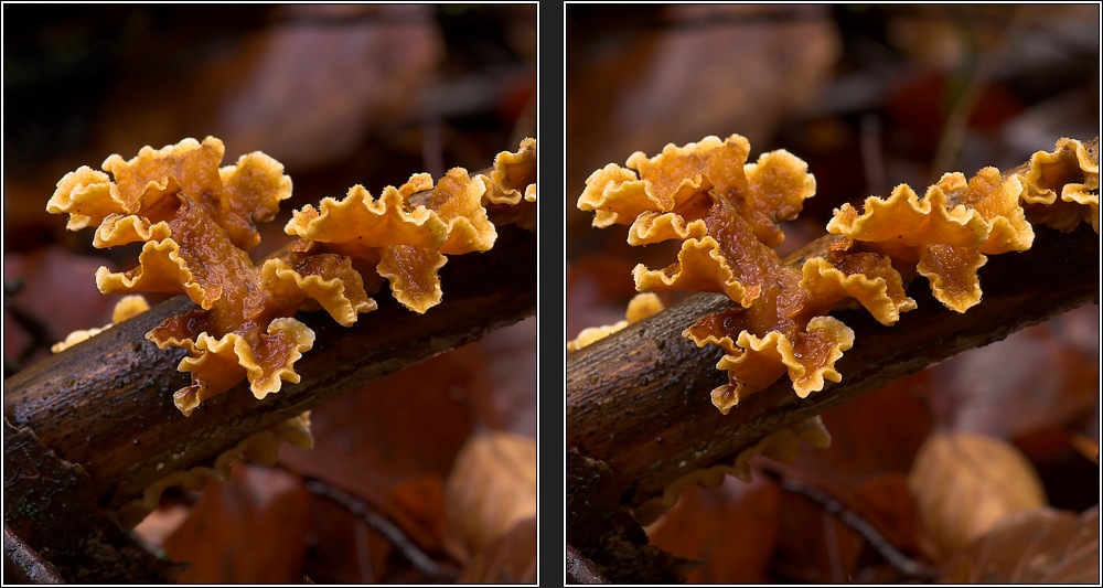 Striegeliger Schichtpilz (Stereum hirsutum) - Reload