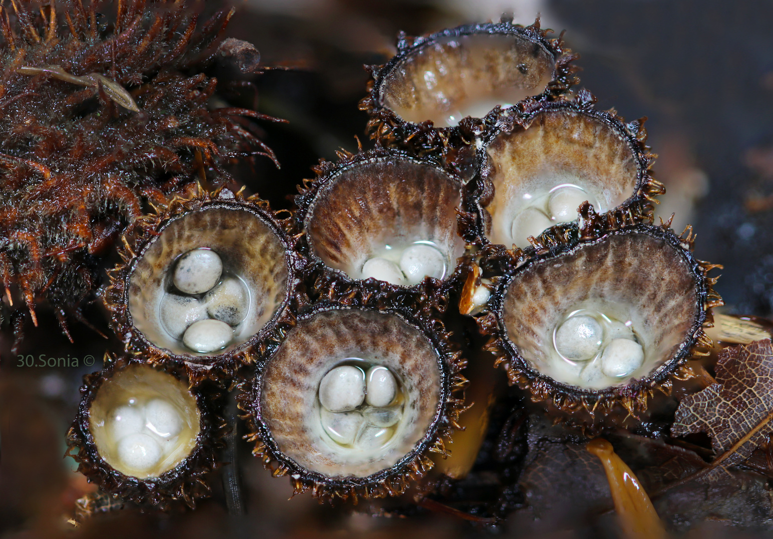 Striegeliger Teuerling Cyathus striatus 29.08.2021