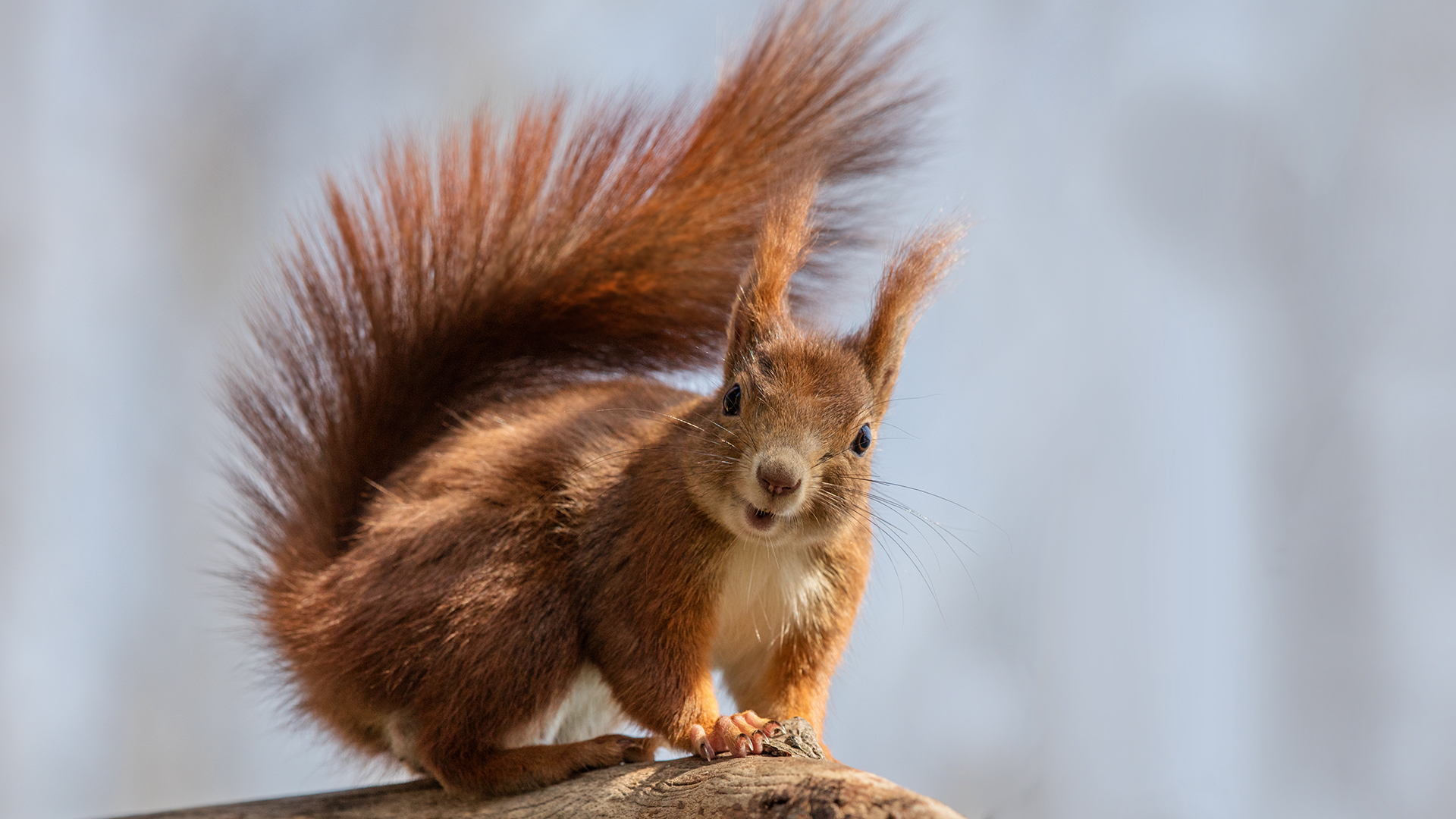 Striemen im Pelz Foto & Bild eichhörnchen, natur, nagetier Bilder auf Striemen im Pelz Foto & Bild eichhörnchen, natur, nagetier Bilder auf