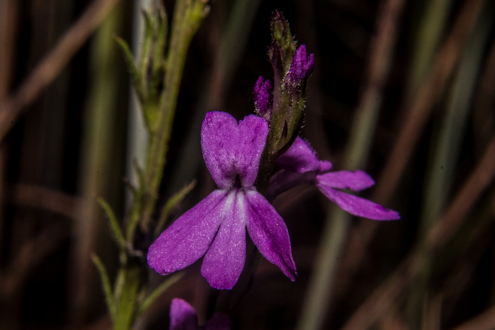 Striga curviflora