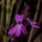 Striga curviflora