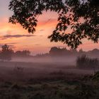 Strijbeeker Heide im Abendnebel