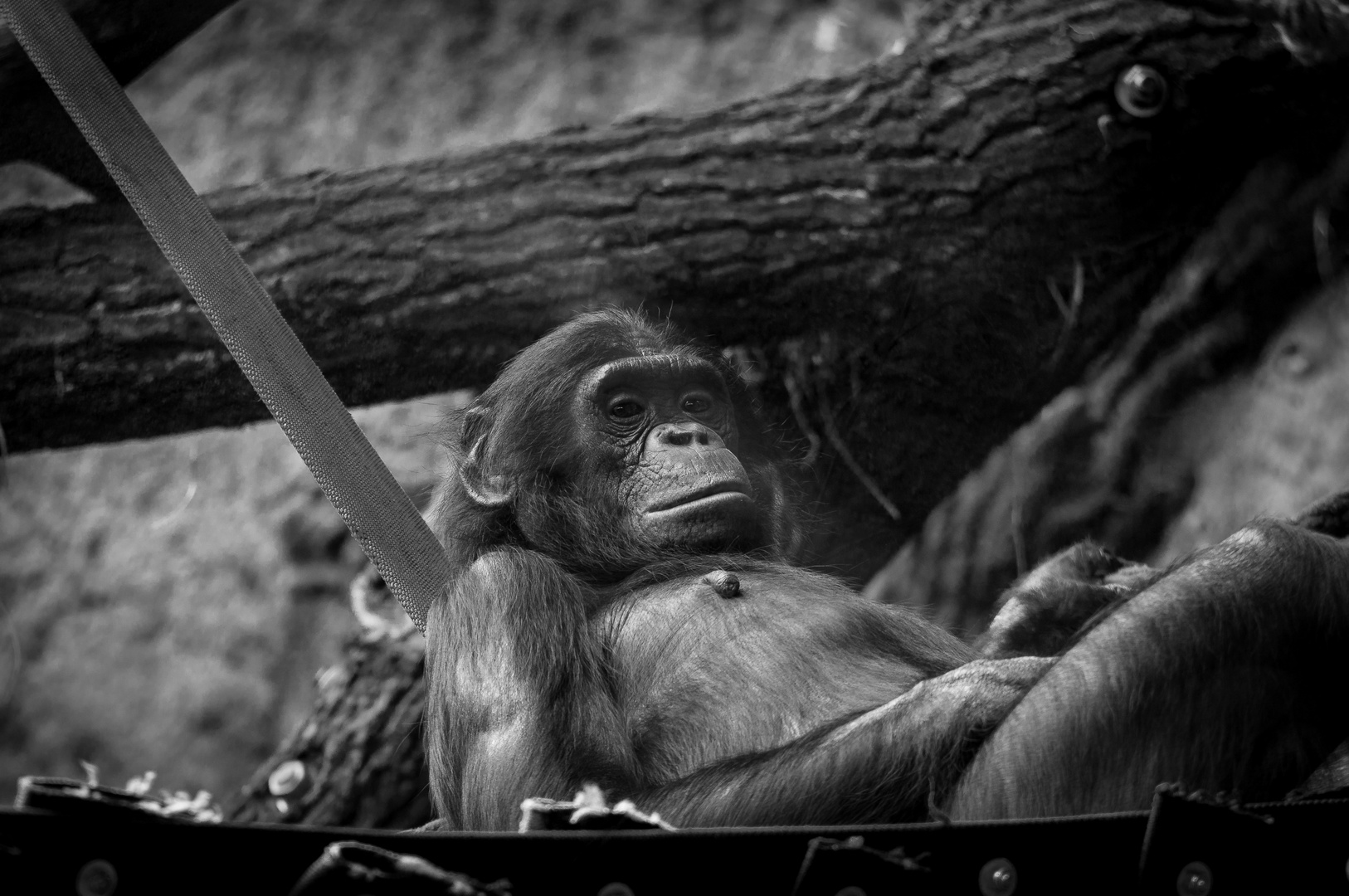 Strike the pose - Schimpanse in entspannter Pose - Zoo Frankfurt/Main