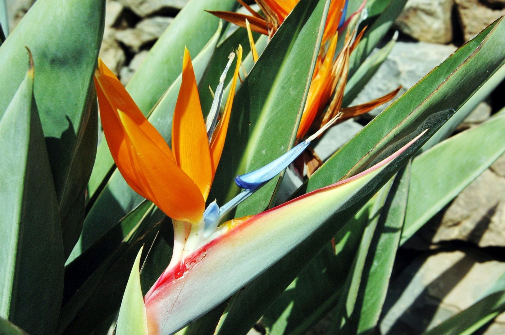 Strilizien, typische Pflanze in Teneriffa Foto & Bild pflanzen, pilze